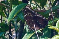 MORPHIDAE, Morpho peleides